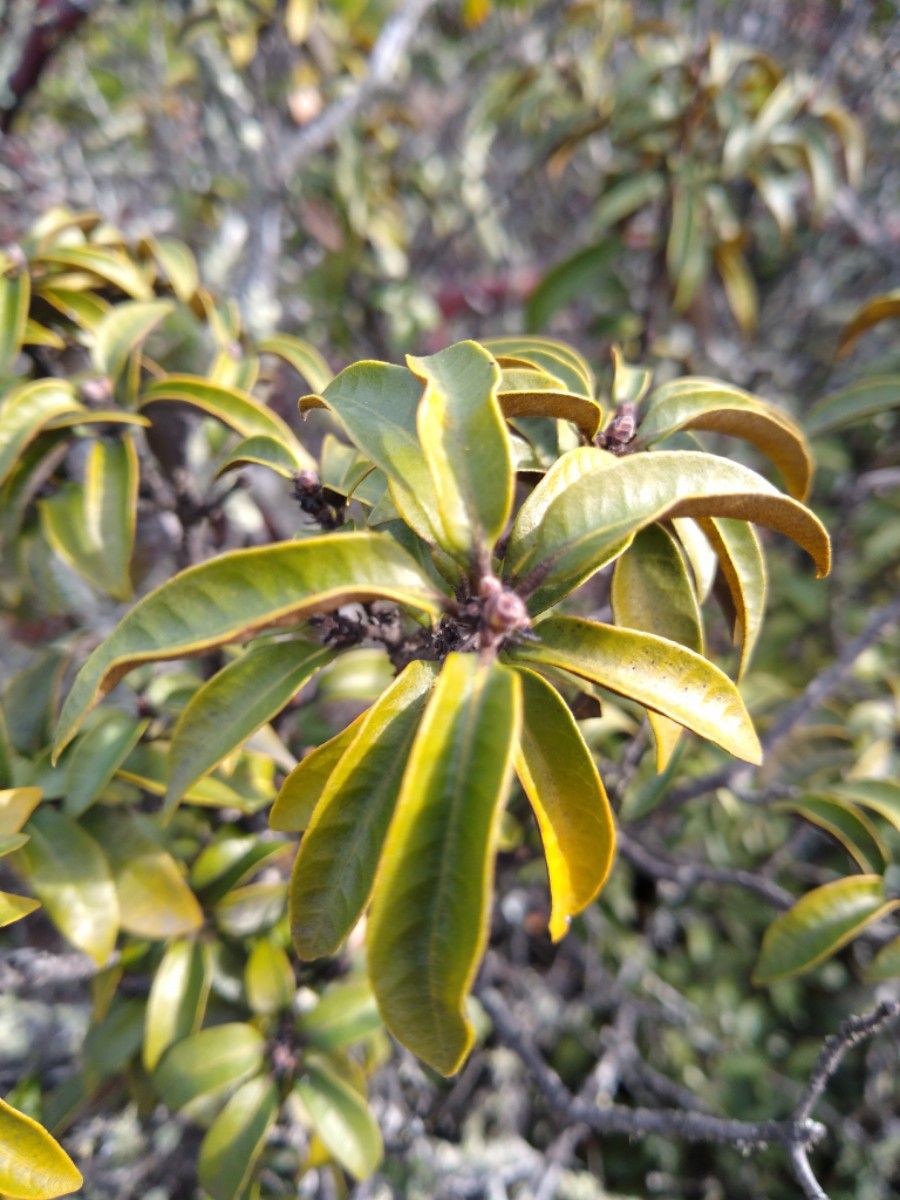 Chrysolepis chrysophylla