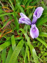 Iris douglasiana