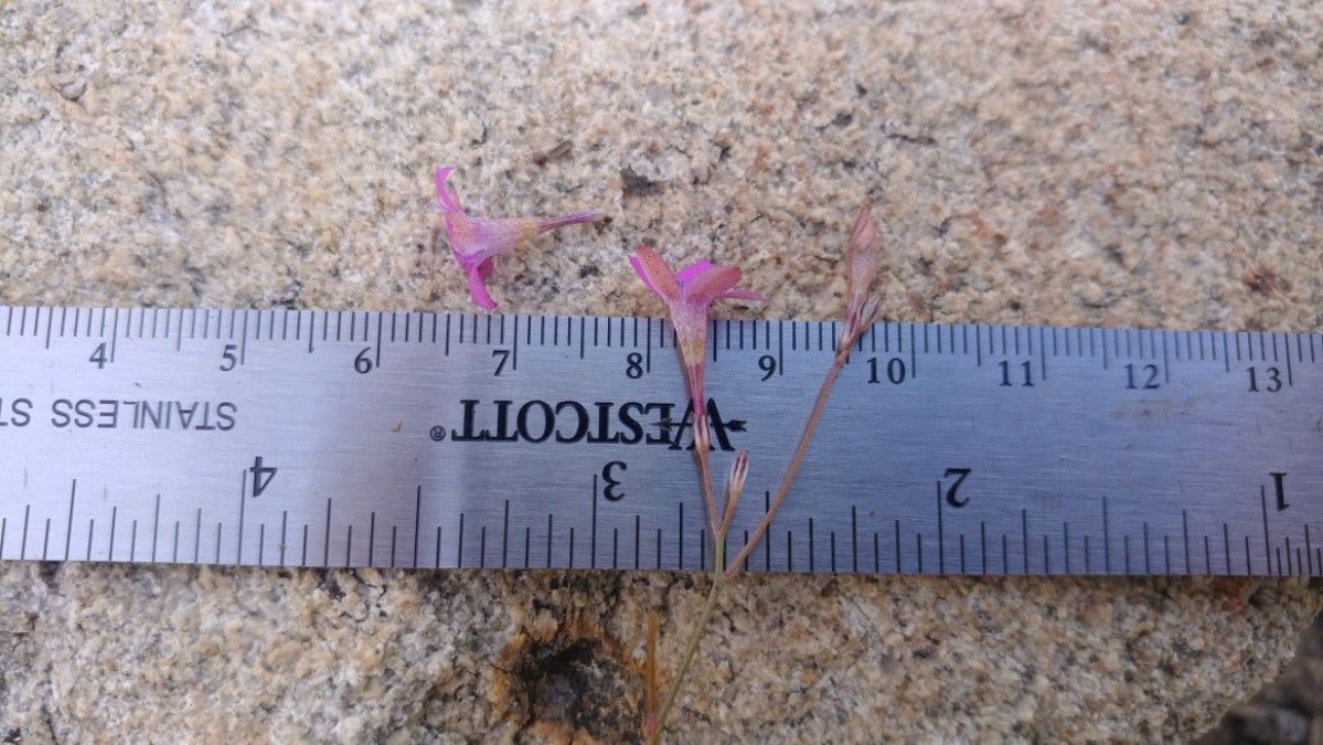 Saltugilia splendens ssp. grantii