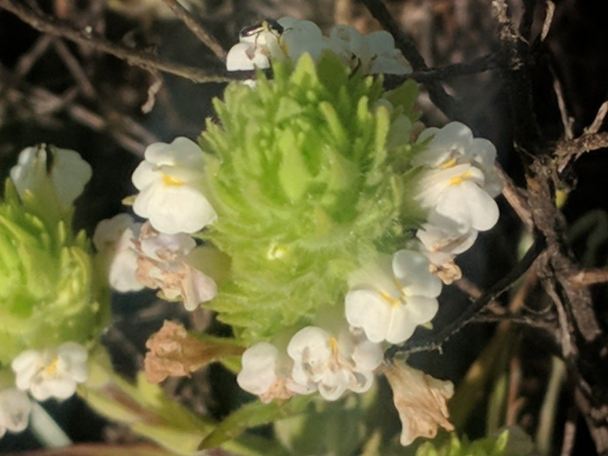 Castilleja rubicundula ssp. rubicundula