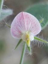 Lotus purshianus