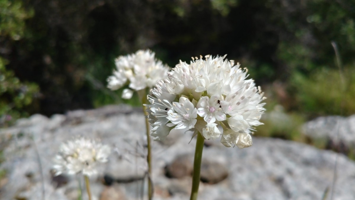 Allium amplectens