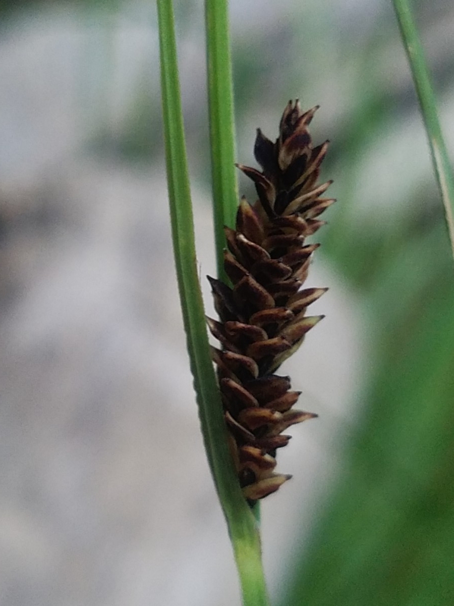 Carex senta