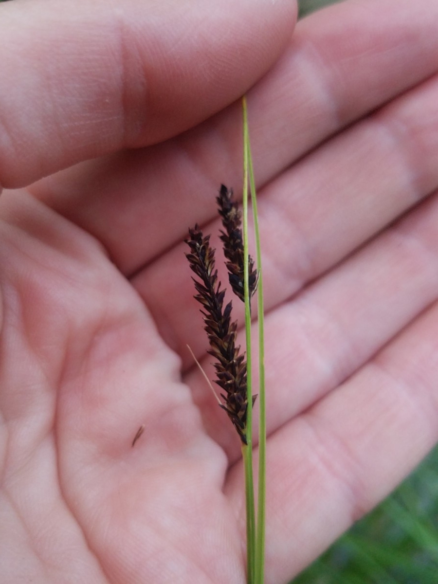 Carex senta
