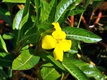 Ludwigia peploides ssp. peploides