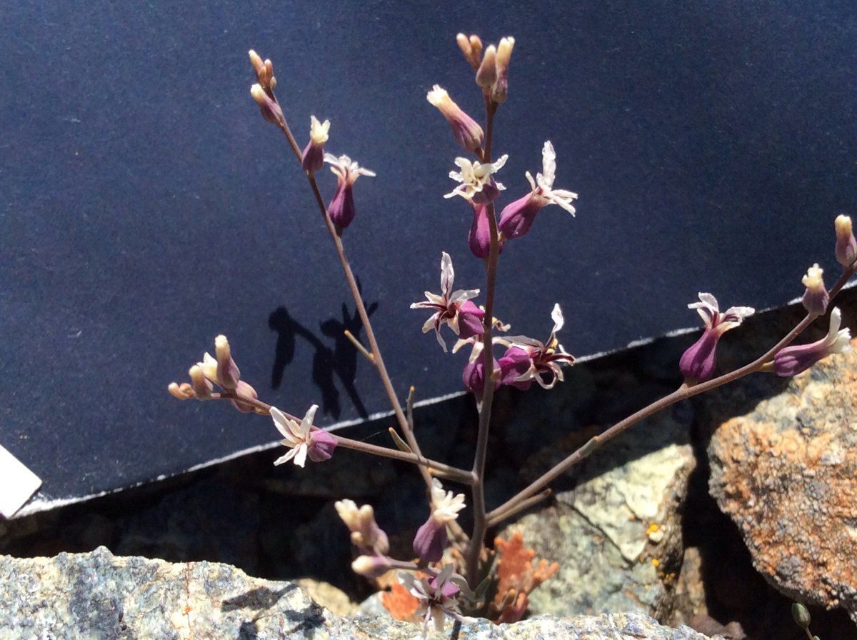 Streptanthus batrachopus