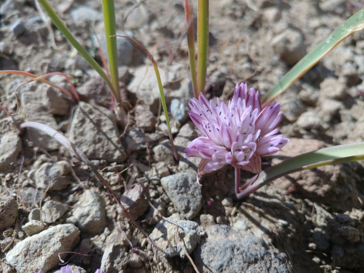 Allium obtusum
