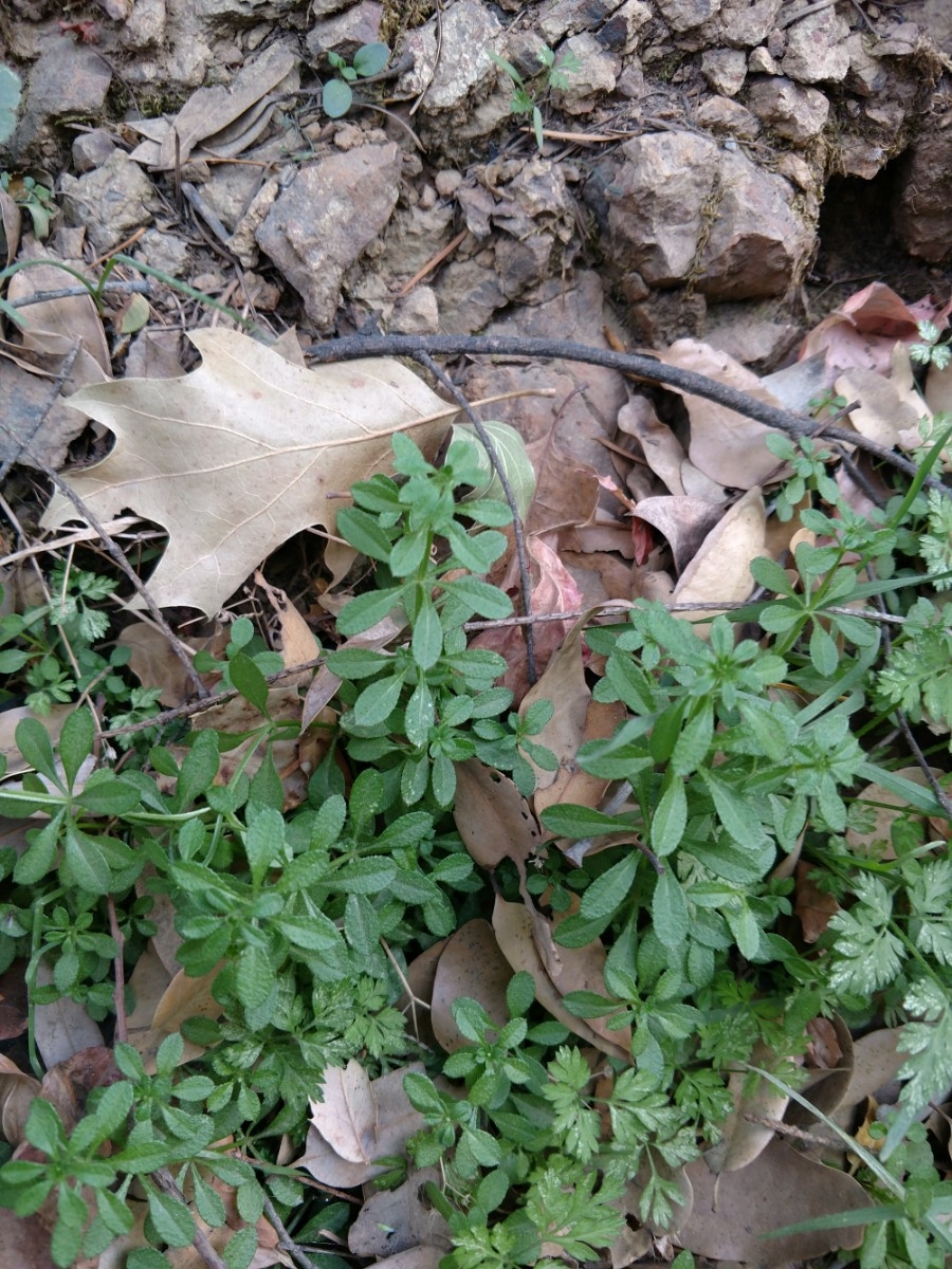 Galium sparsiflorum ssp. glabrius