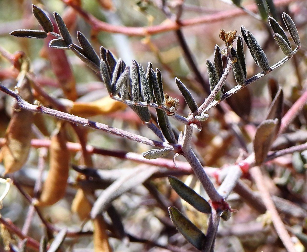 Astragalus jaegerianus