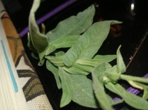 Nicotiana obtusifolia