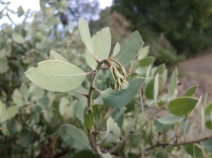 Arctostaphylos glandulosa ssp. howellii
