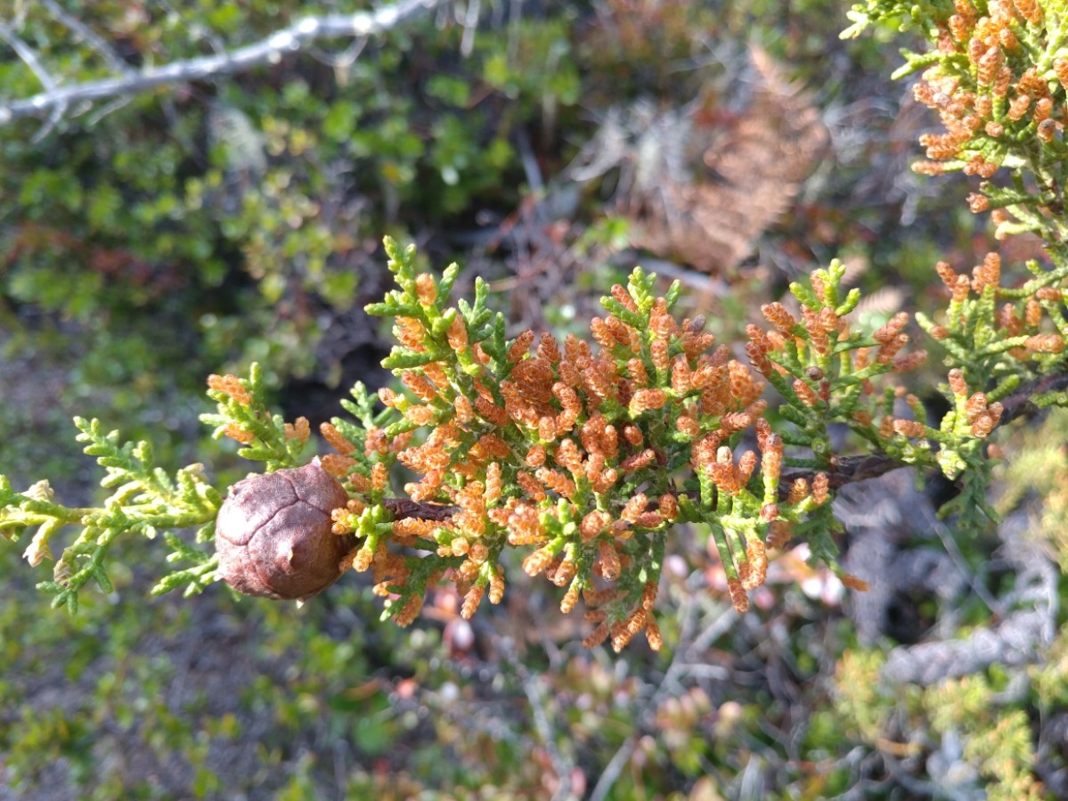 Hesperocyparis pygmaea