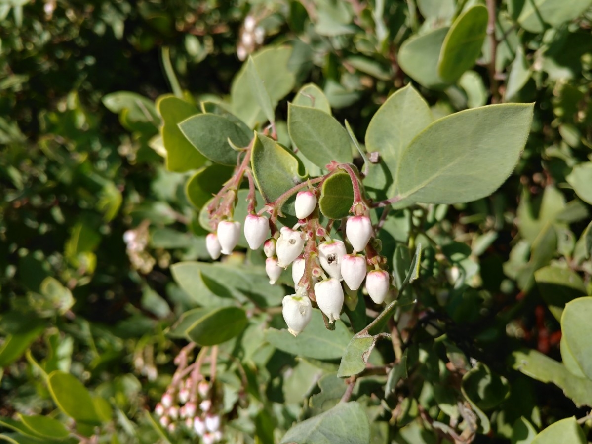 Arctostaphylos manzanita