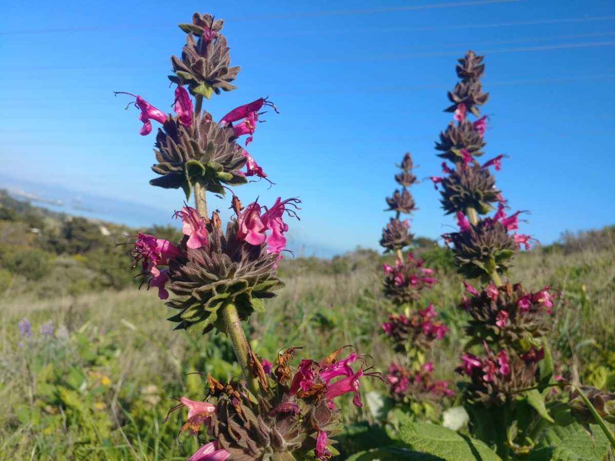 Salvia spathacea