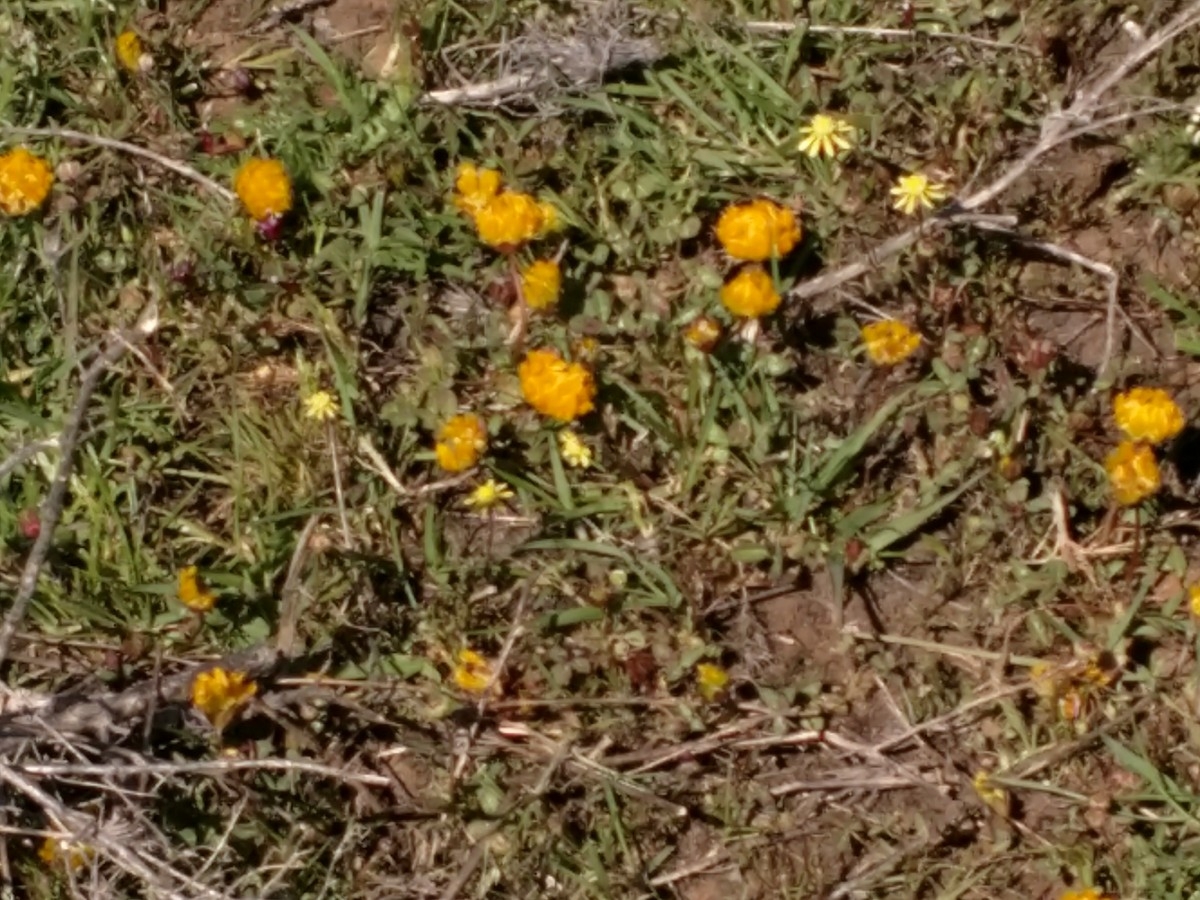 Trifolium jokerstii
