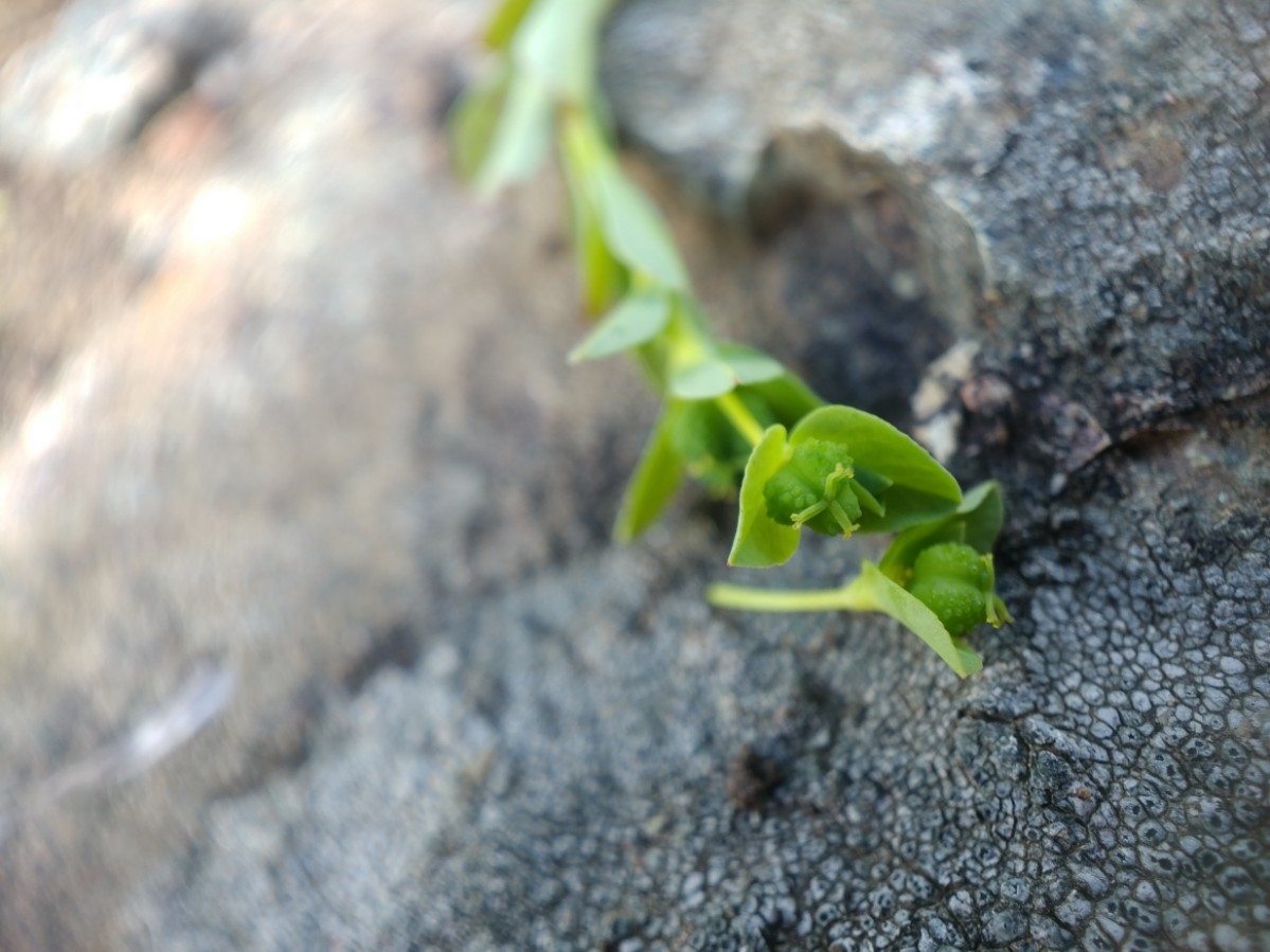 Euphorbia spathulata