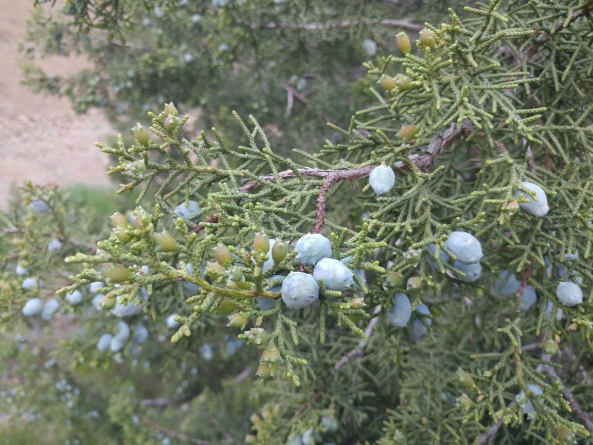 Juniperus californica
