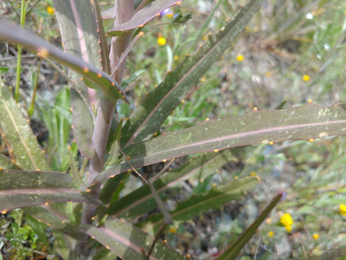 Streptanthus albidus ssp. albidus
