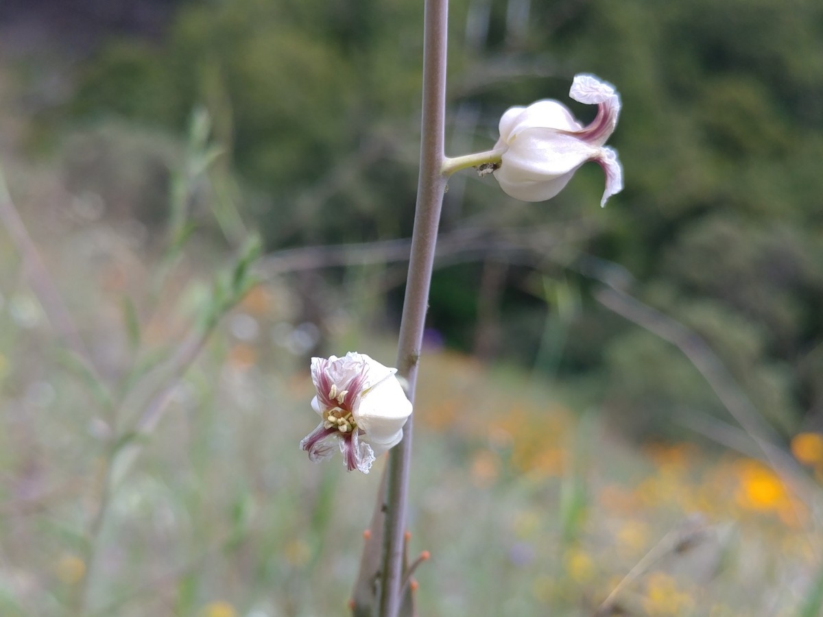 Streptanthus albidus ssp. albidus