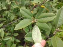 Rhamnus tomentella ssp. tomentella