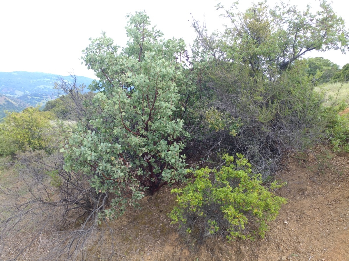 Arctostaphylos manzanita ssp. glaucescens