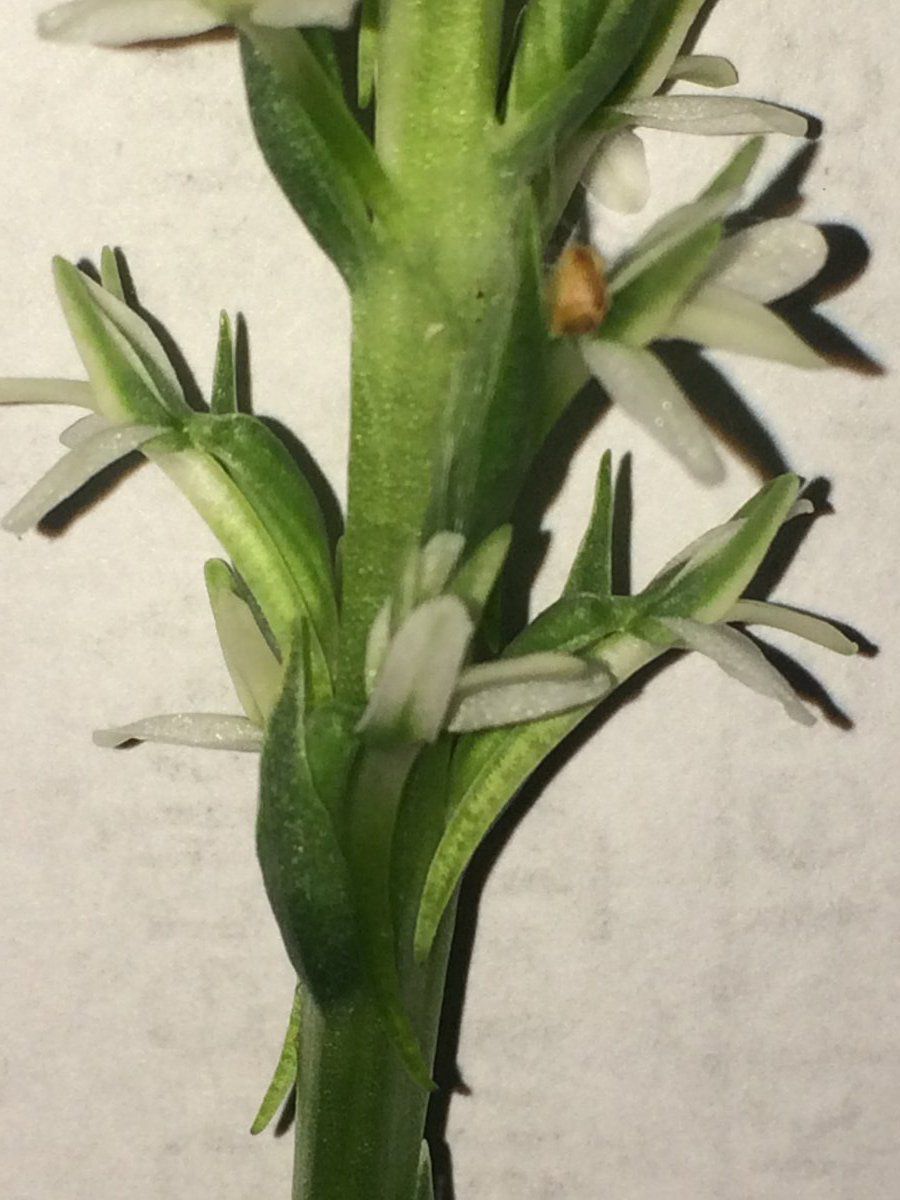Piperia elegans ssp. elegans