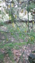 Asparagus officinalis ssp. officinalis