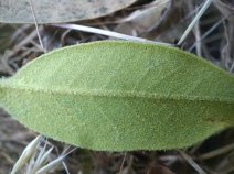 Quercus chrysolepis var. chrysolepis