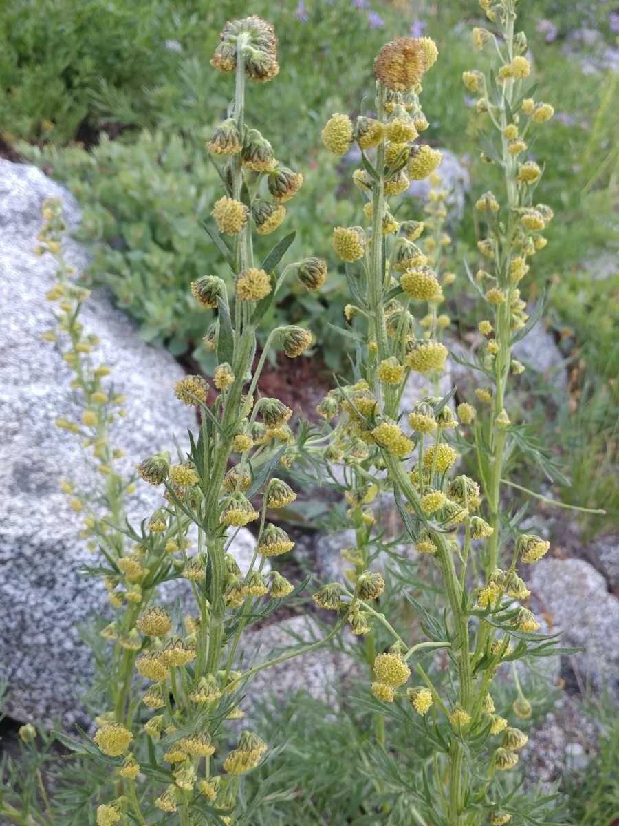 Artemisia norvegica ssp. saxatilis