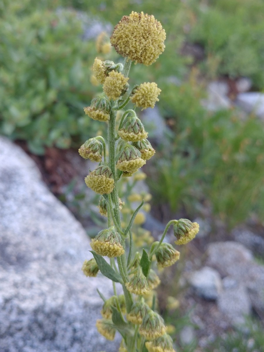 Artemisia norvegica ssp. saxatilis