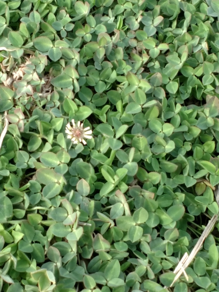 Trifolium glomeratum