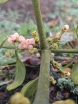 Phoradendron villosum ssp. villosum