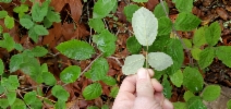 Rubus ulmifolius var. anoplothyrsus