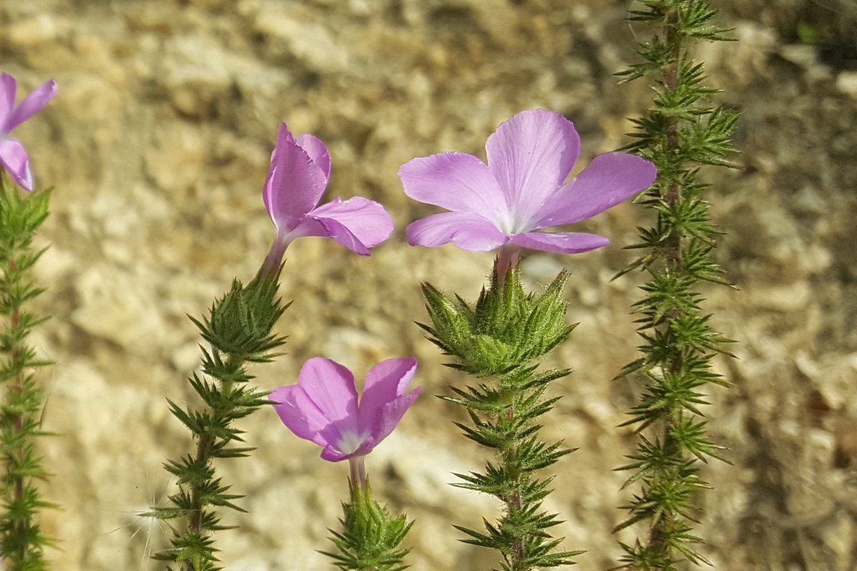 Linanthus californicus