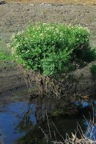 Cephalanthus occidentalis