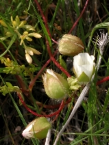 Limnanthes floccosa ssp. pumila