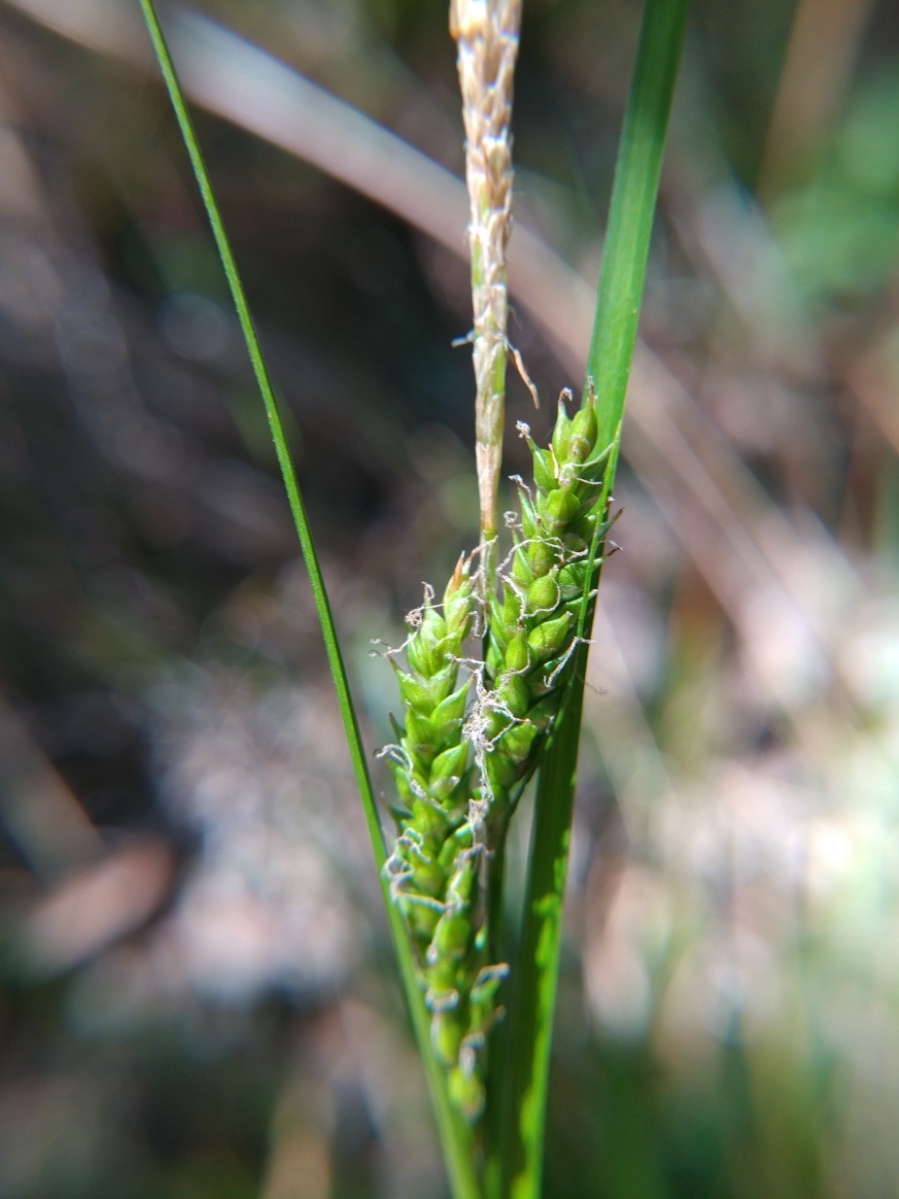 Carex mendocinensis