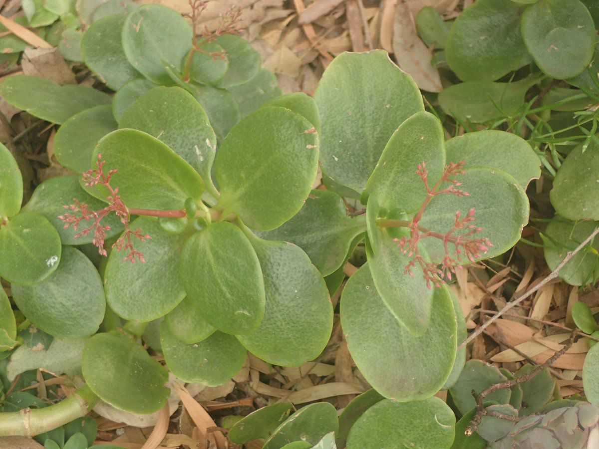 Crassula multicava ssp. multicava