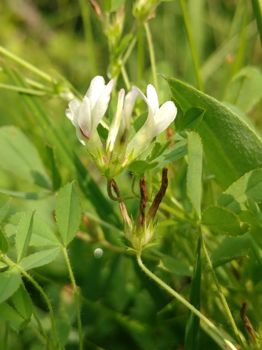 Trifolium monanthum ssp. monanthum