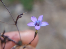 Gilia leptalea ssp. leptalea