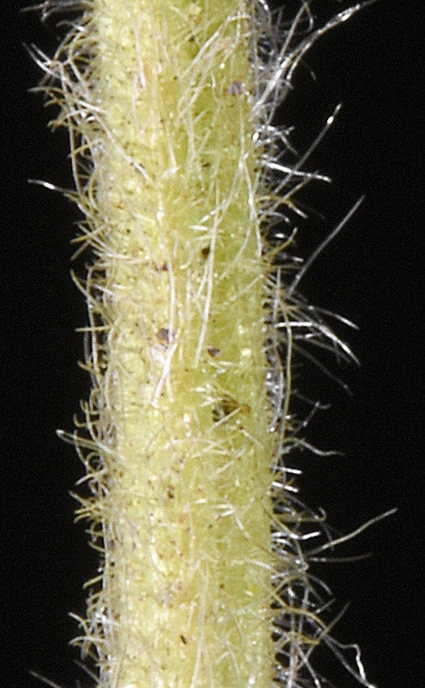 Drymocallis rhomboidea