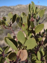 Arctostaphylos glandulosa ssp. gabrielensis