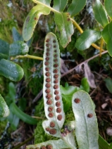 Polypodium scouleri