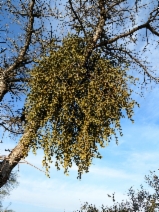 Phoradendron villosum ssp. villosum