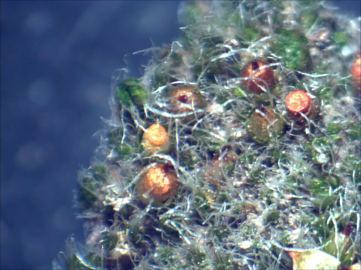 Jaffueliobryum raui
