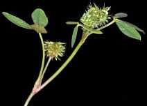 Trifolium retusum