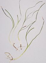 Zostera japonica