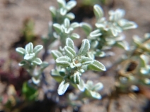 Hesperevax sparsiflora