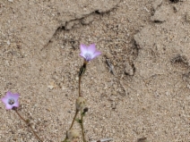 Gilia brecciarum ssp. jacens