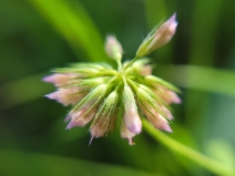 Trifolium bifidum var. decipiens